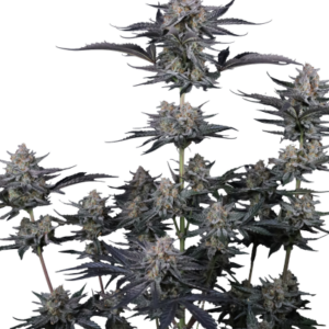 Mendo Guava Auto von Fast Buds