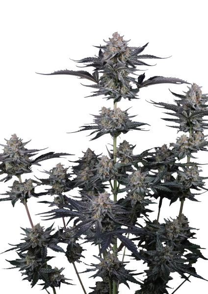 Mendo Guava Auto von Fast Buds