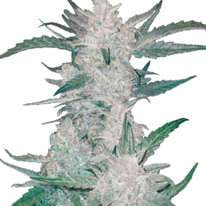 Mexican Airlines Auto von Fast Buds