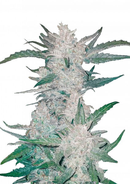 Mexican Airlines Auto von Fast Buds
