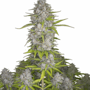 Orange Sherbet Auto von Fast Buds