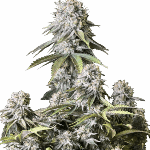 Orange Sherbet FF von Fast Buds