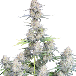 Afghan Kush Auto von Fast Buds