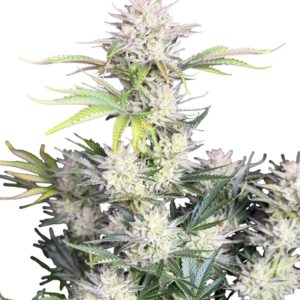 AK Auto von Fast Buds