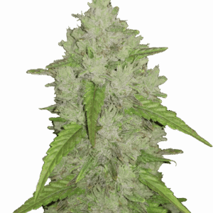 Amnesia Haze Auto von Fast Buds