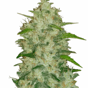 Chemdawg Auto von Fast Buds
