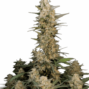 Critical Auto von Fast Buds