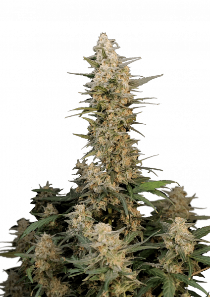 Critical Auto von Fast Buds