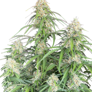 Jack Herer Auto von Fast Buds