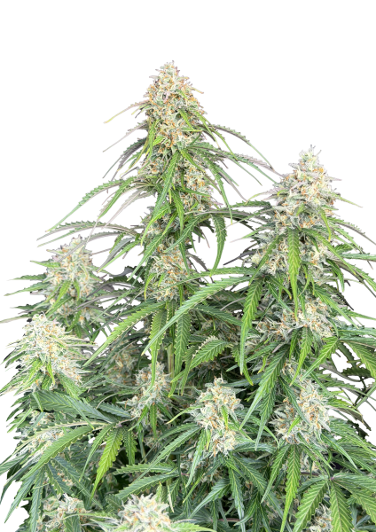 Jack Herer Auto von Fast Buds
