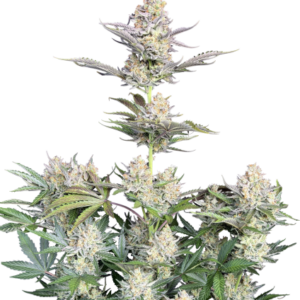Skunk Auto von Fast Buds