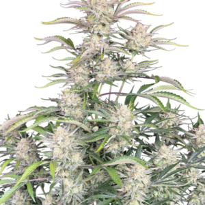 Sour Diesel Auto von Fast Buds