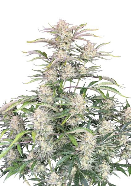 Sour Diesel Auto von Fast Buds