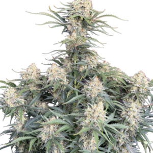 White Widow Auto von Fast Buds