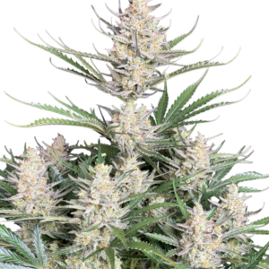 Big Bud Auto von Fast Buds