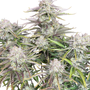 Cinderella Auto von Fast Buds