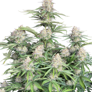 Moby Dick Auto von Fast Buds