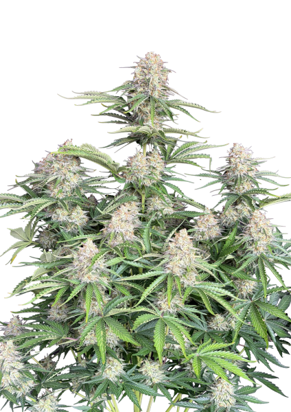 Moby Dick Auto von Fast Buds