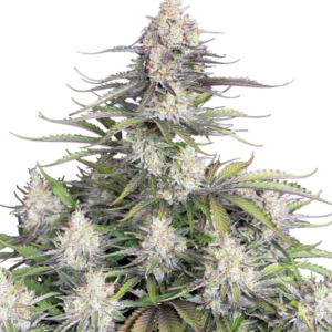 Trainwreck Auto von Fast Buds
