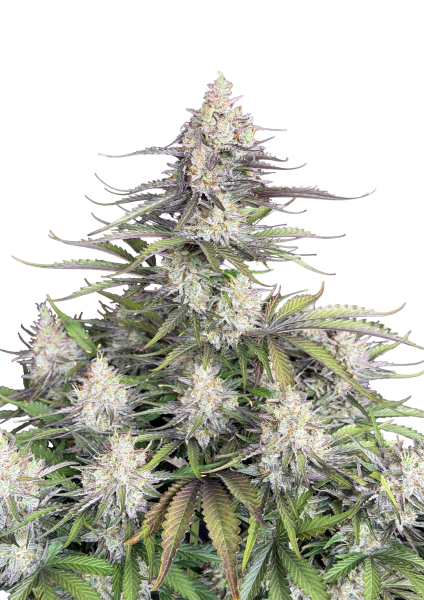 Trainwreck Auto von Fast Buds