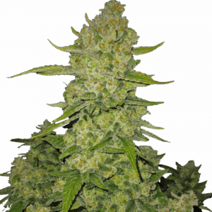 Papaya Cookies Auto von Fast Buds