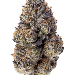 Papaya Sherbet von Fast Buds