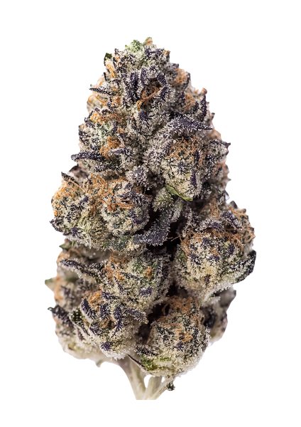 Papaya Sherbet von Fast Buds