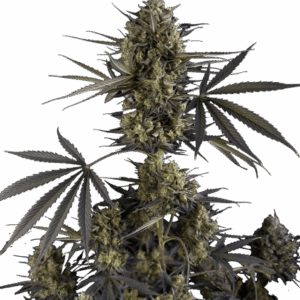 Pound Cake Auto von Fast Buds