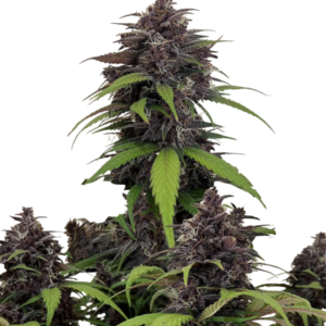 Purple Haze Auto von Fast Buds