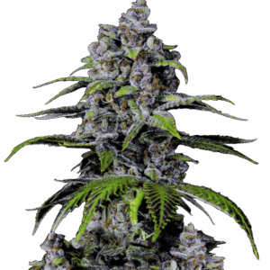Purple Lemonade FF von Fast Buds