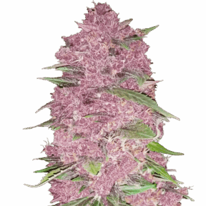 Purple Lemonade Auto von Fast Buds