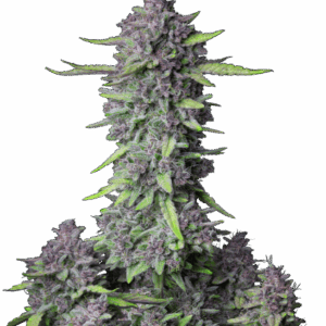 Purple Punch Auto von Fast Buds