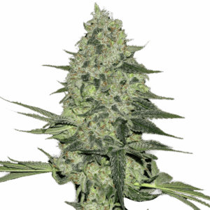 Rhino Ryder Auto von Fast Buds