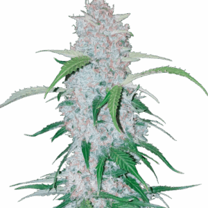 Six Shooter Auto von Fast Buds
