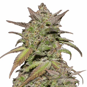 Smoothie Auto von Fast Buds