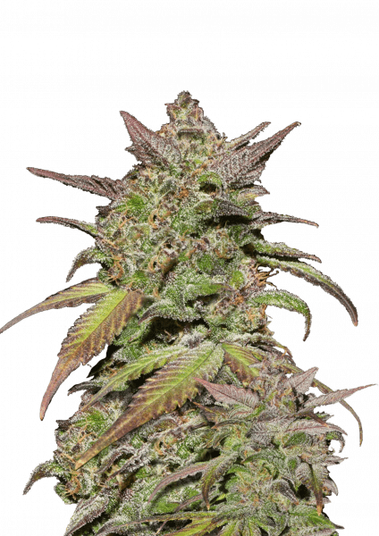 Smoothie Auto von Fast Buds