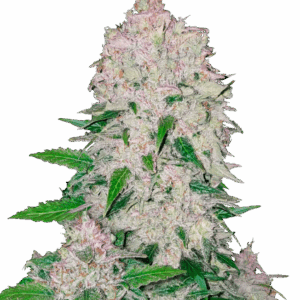 Stardawg Auto von Fast Buds