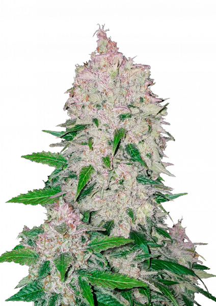Stardawg Auto von Fast Buds