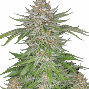 Strawberry Pie Auto von Fast Buds