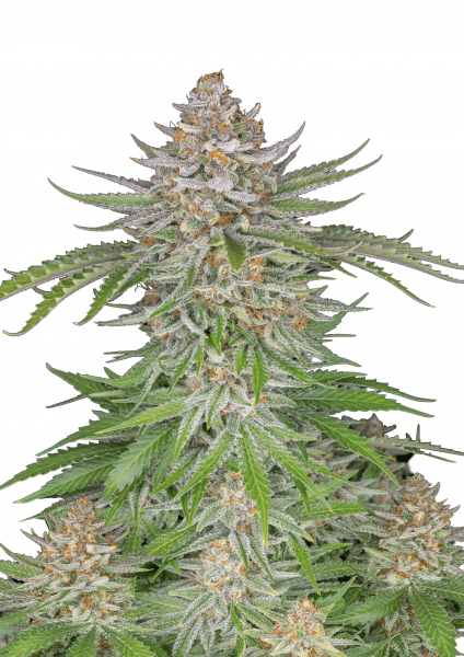 Strawberry Pie Auto von Fast Buds