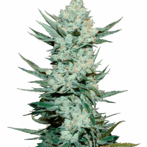 Tangie Auto von Fast Buds