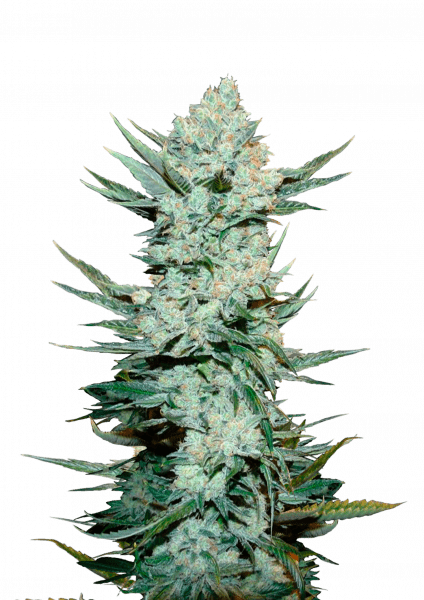 Tangie Auto von Fast Buds