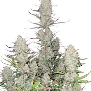 Tropicana Cookies Auto von Fast Buds