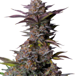 Tropicana Cookies FF von Fast Buds