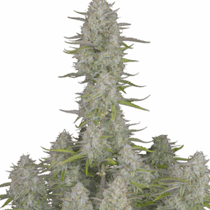 Wedding Cheesecake Auto von Fast Buds