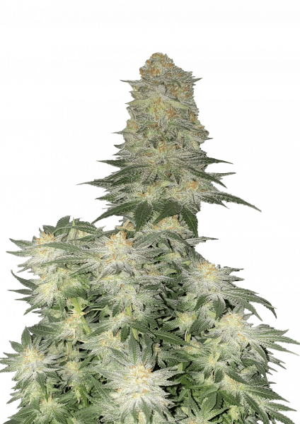 Wedding Cheesecake FF von Fast Buds