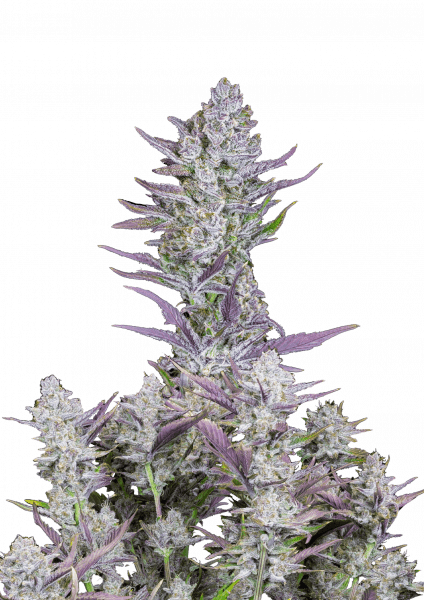 Wedding Glue Auto von Fast Buds