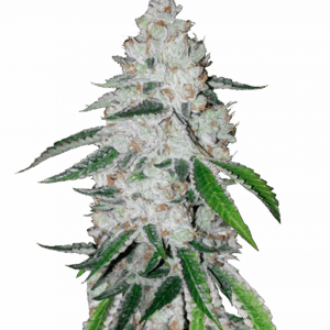West Coast O.G. Auto von Fast Buds