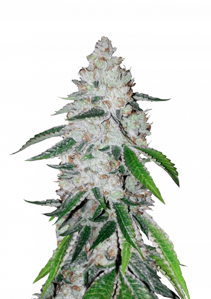 West Coast O.G. Auto von Fast Buds