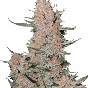 Ztrawberriez Auto von Fast Buds